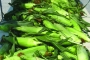 Farmers-Market-005